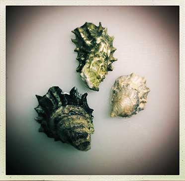 oyasters-in-shell